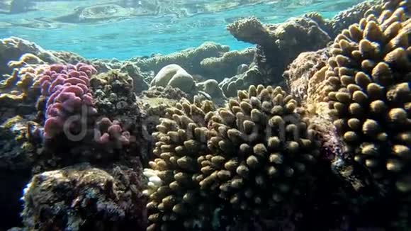 惊人的珊瑚礁关闭水下射击在红海慢动作视频的预览图