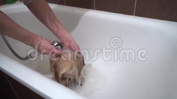 一只狗在浴缸里洗视频的预览图