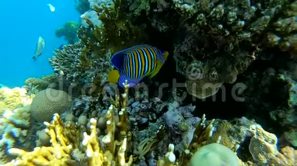 美丽的珊瑚礁与五颜六色的鱼近在红海慢动作视频的预览图