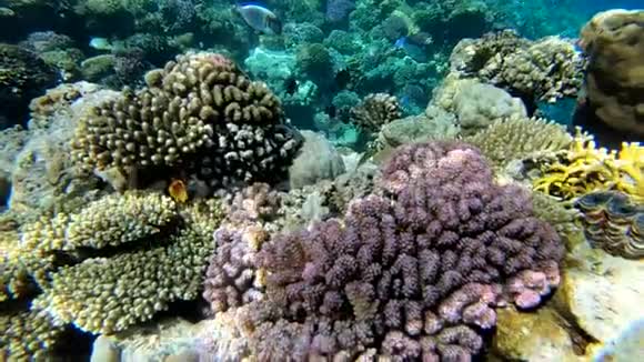 美丽的海底世界与多彩的珊瑚礁红海视频的预览图