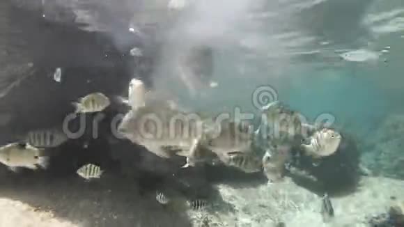天然池底鱼视频的预览图