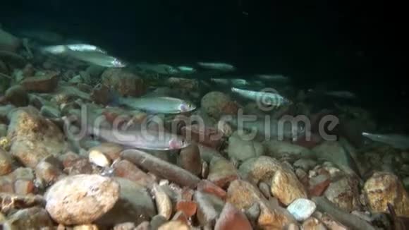鳟鱼在俄罗斯莱纳河的水流中在水下发光视频的预览图
