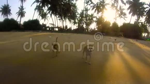 热带海滩上的狗视频的预览图