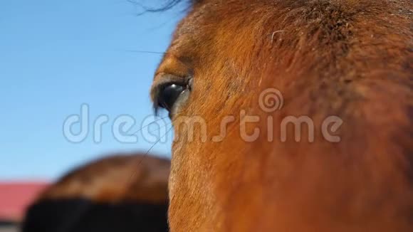 闭上马的眼睛视频的预览图