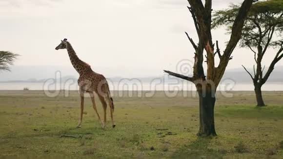 非洲长颈鹿走在草原上靠近相思树和湖视频的预览图