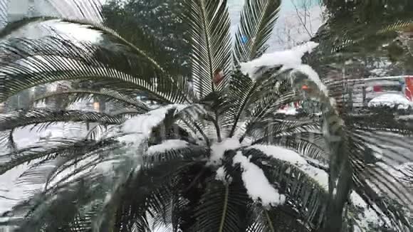 市中心降雪期间覆盖积雪的小棕榈树的特写镜头视频的预览图