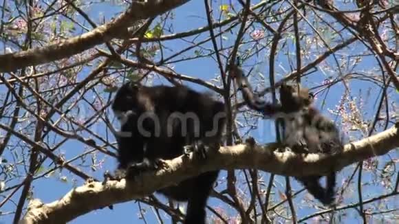 妈妈和小黑吼猴在树上视频的预览图