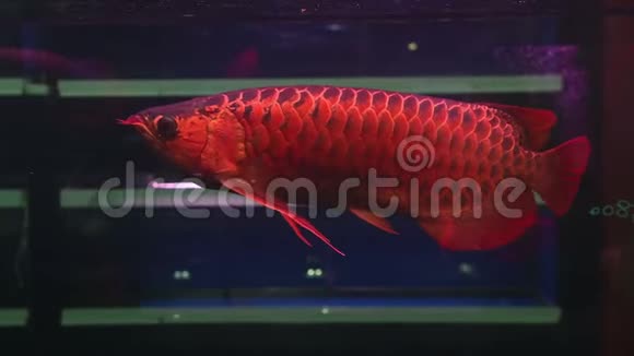 4鱼Arowana浮起来游泳在鱼缸上展示它美丽而闪亮的鳞片视频的预览图