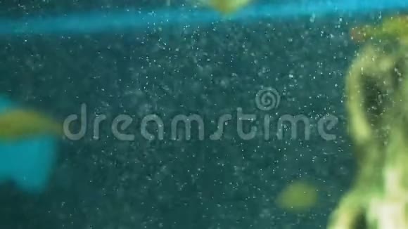 水族馆背景中的氧气气泡视频的预览图