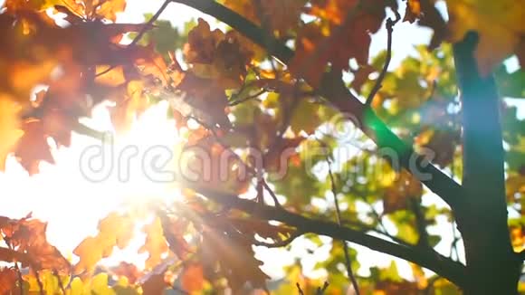 秋天的黄树在太阳的背景上视频的预览图