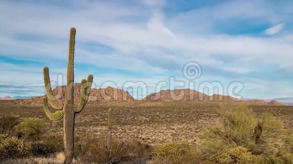 亚利桑那沙漠时光流逝与庄严的仙人掌视频的预览图