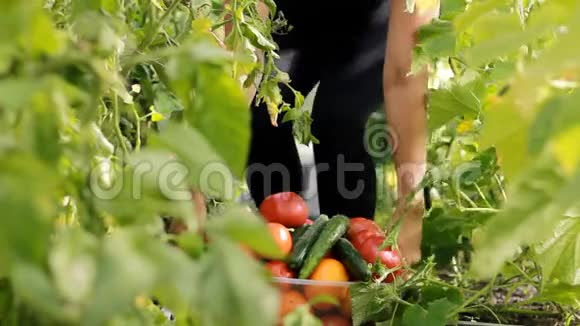 女农民正在温室里收割蔬菜种植西红柿和黄瓜视频的预览图