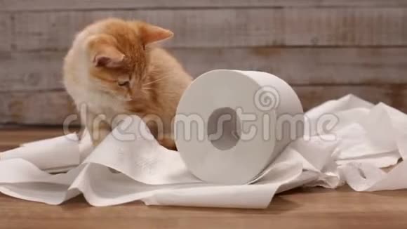 橙色小猫在玩手纸卷视频的预览图