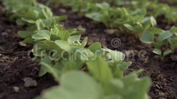在花园的温室里生长的年轻的有机萝卜的特写镜头4公里视频的预览图