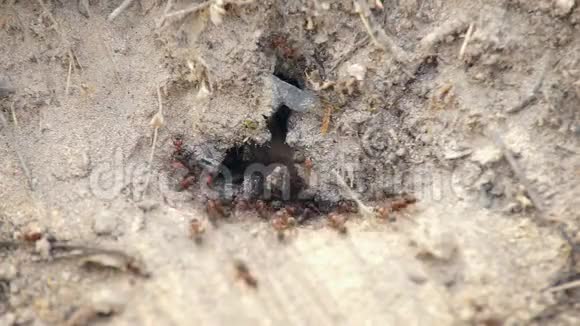蚂蚁建造一个住所视频的预览图