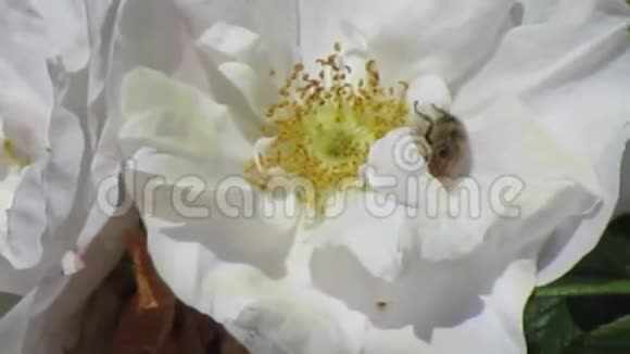 明亮迷人的白花盛开蜜蜂近距离授粉视频的预览图