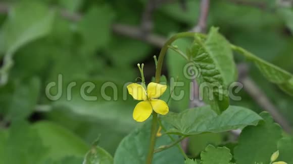 药用植物的黄花是天然背景上的雪兰碱视频的预览图
