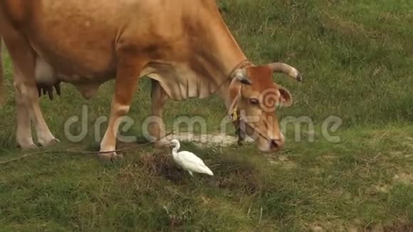 牛与牛并排喂养白鹭视频的预览图