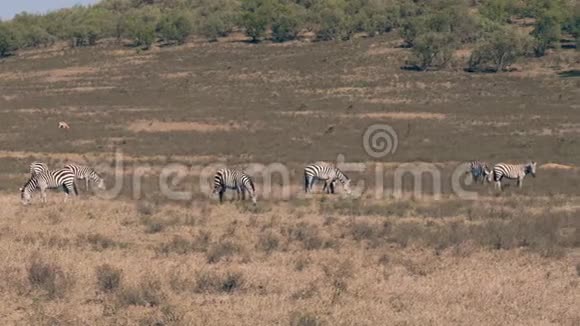 野生非洲斑马在干旱季节草甸放牧的全景视频的预览图