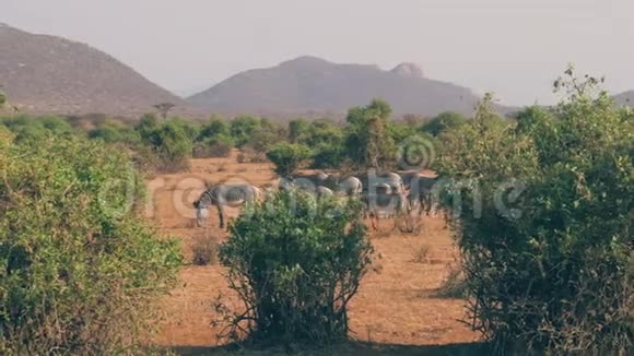 干旱季节灌木丛中平原上带着婴儿放牧的斑马群视频的预览图