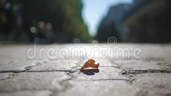 黄枫叶躺在人行道上视频的预览图