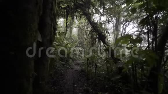 丛林小径视频的预览图