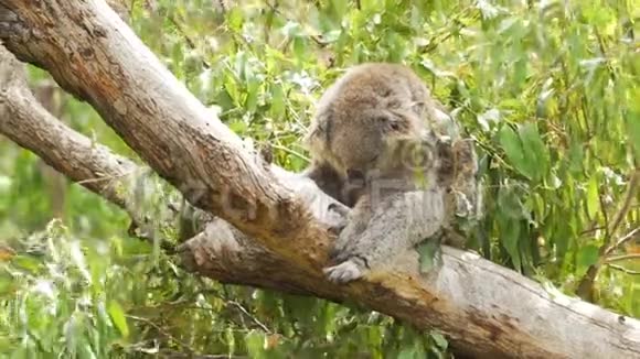 在澳大利亚树袋熊在树干上视频的预览图
