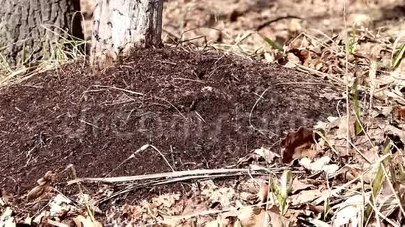 蚂蚁在蚁穴中作为一个团队工作视频的预览图
