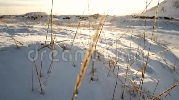 小草白雪动人的冬天视频的预览图