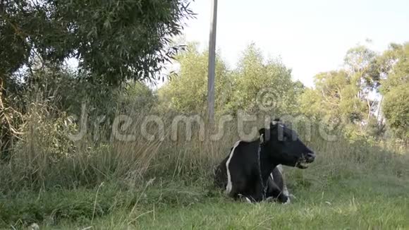夏季牧场上吃青草的奶牛视频的预览图