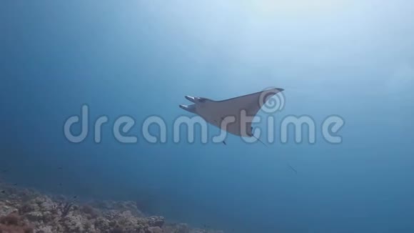 珊瑚礁万塔雷游泳视频的预览图