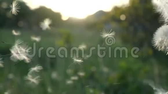 慢动作蒲公英的种子被风吹散在绿草和蓝天上视频的预览图