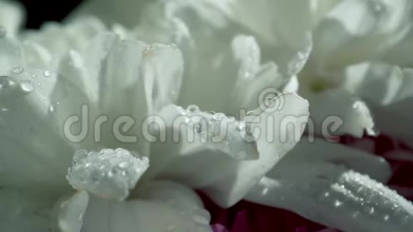 在朝阳下滴着水珠的白菊花华丽的花束特写视频的预览图