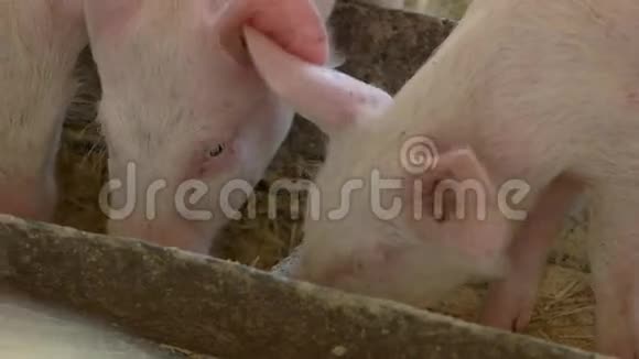 猪从槽里吃东西视频的预览图