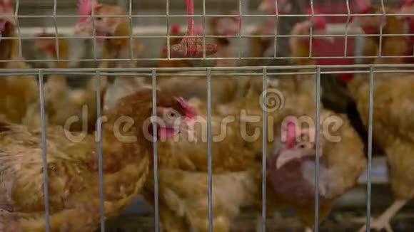 棕色母鸡在笼子里视频的预览图