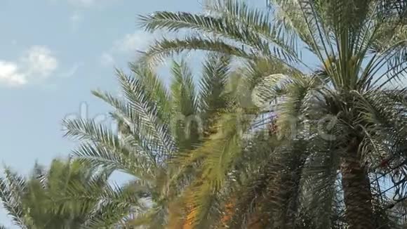毛茸茸的在一棵棕榈树的顶部展开紧贴着蓝天特写树叶视频的预览图