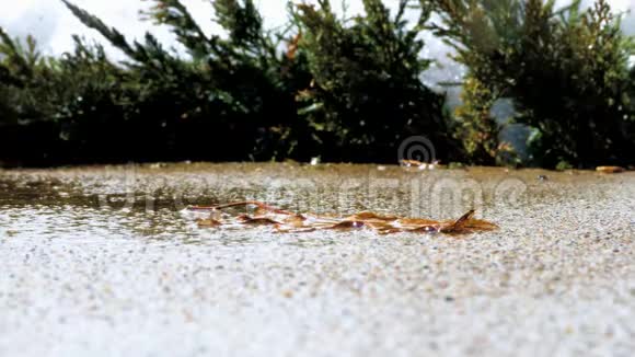 水滴滴在混凝土上的死橡树叶上视频的预览图