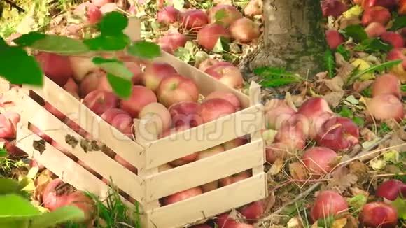 满是苹果和苹果散落在周围视频的预览图