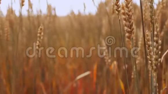 在风中摇曳的麦金茎视频的预览图