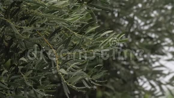 橄榄树和倾盆大雨视频的预览图