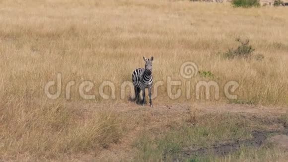 大草原上非洲斑马的肖像看着摄像机然后转过头视频的预览图