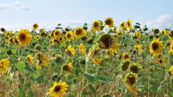 五颜六色的向日葵随风摇曳的田野视频的预览图