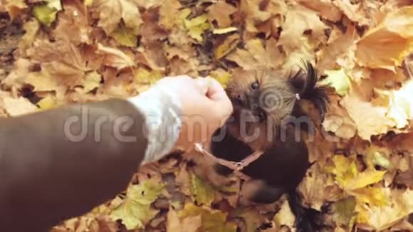 约克郡猎犬和秋天公园的女孩视频的预览图
