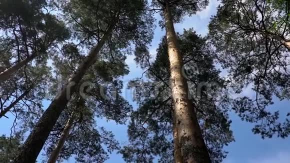 晴天松绿林背景视频的预览图