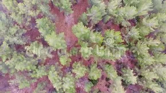 空中射击国家公园鹿流中薄雾般的黎明视频的预览图
