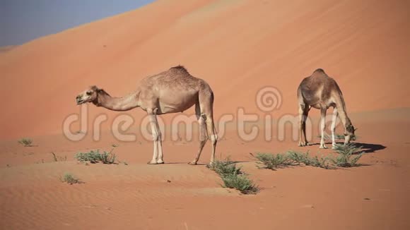 阿联酋沙漠中的中东骆驼视频的预览图