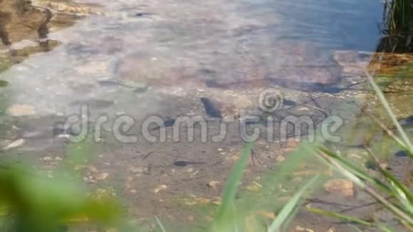 青蛙蝌蚪在高山池塘的纯净水中游得很快视频的预览图