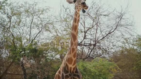 美丽的非洲长颈鹿咀嚼舌头视频的预览图