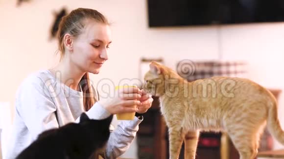 穿着暖和毛衣的女孩在猫咖啡馆里喝着红猫的咖啡视频的预览图