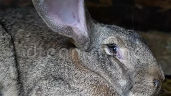 兔子谷仓前的灰兔视频的预览图